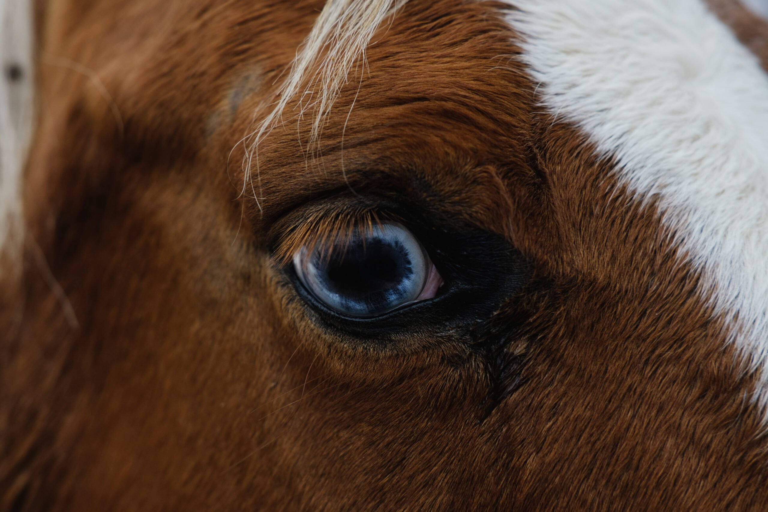 Démarches obligatoires si vous êtes propriétaire d’un cheval
