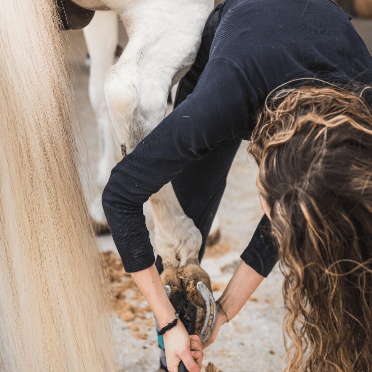 Conseils Essentiels pour l’Entretien de Votre Cheval : Un Guide Complet