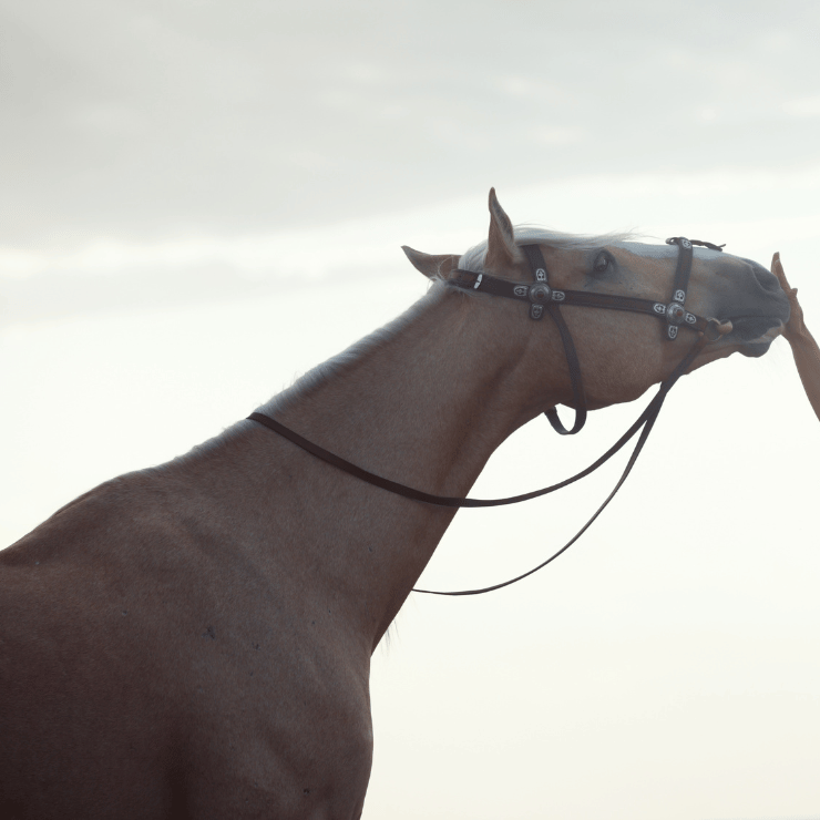 Éduquer son Cheval : Stratégies, Techniques et Conseils pour un Partenariat Harmonieux