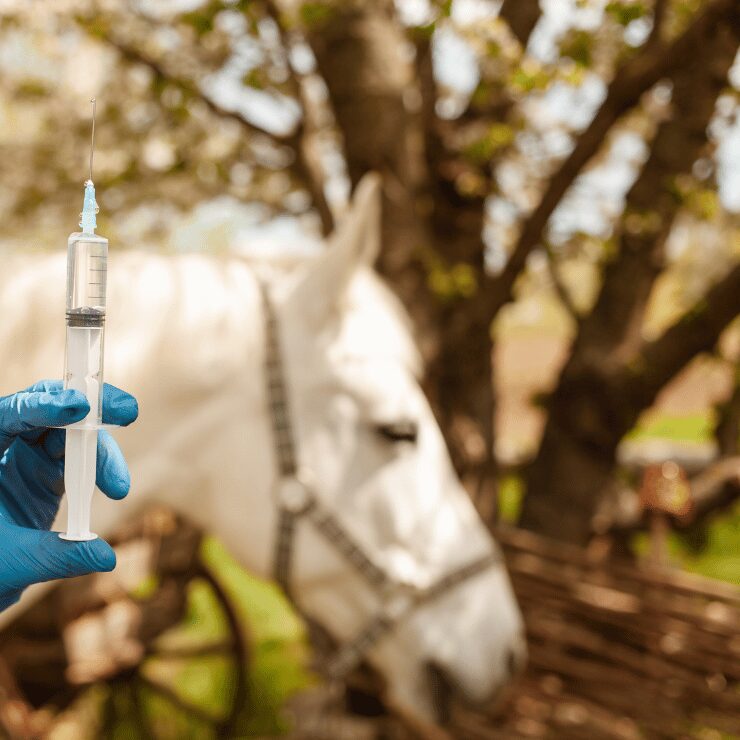 Les Avancées Technologiques Révolutionnent les Soins de Santé des Chevaux