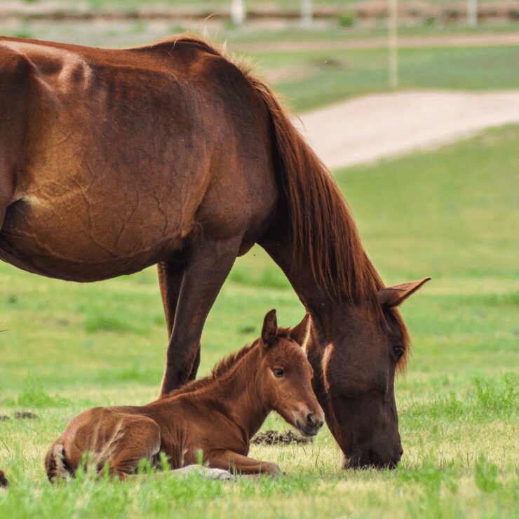 Guide pratique de l’insémination artificielle chez les chevaux : processus, avantages, et considérations à prendre en compte pour les éleveurs.