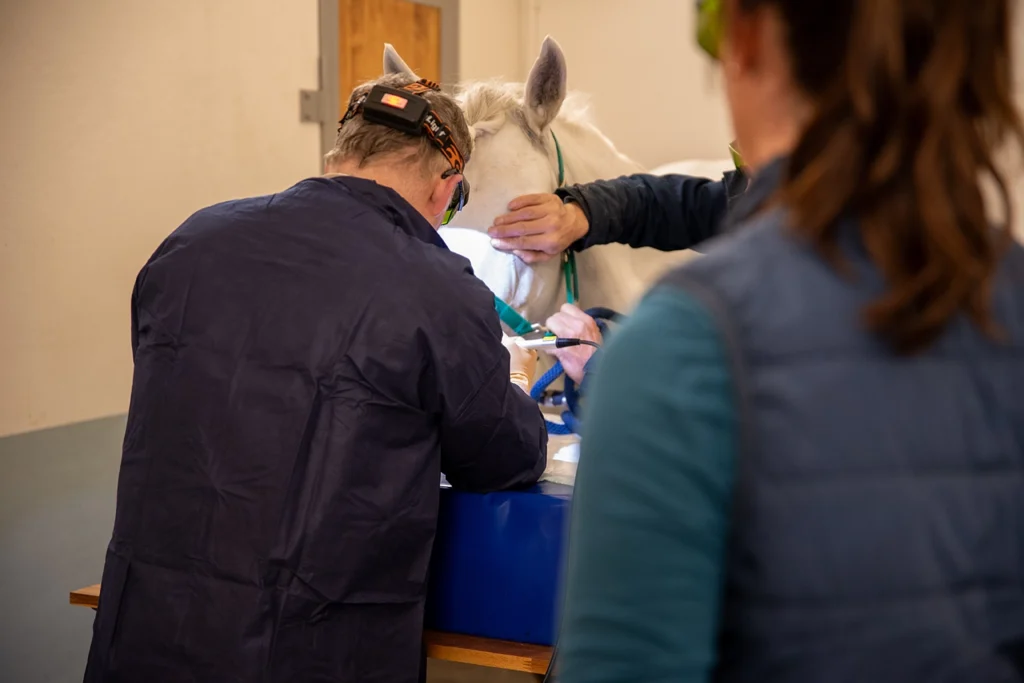 Nos services pour équins